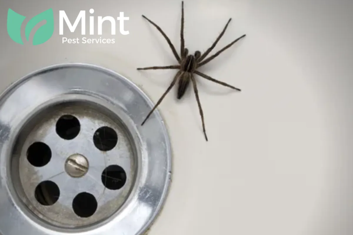 Why Do Spiders Suddenly Appear in Bathtubs and Sinks 1 bath spider