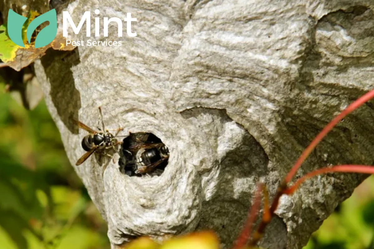 hornets in the nest