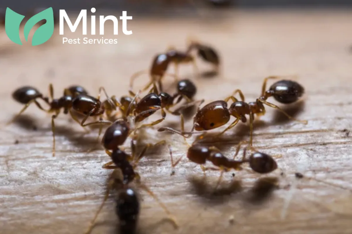 fire ants