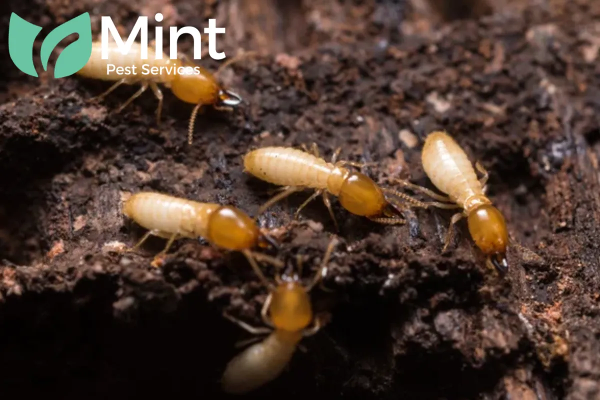termite ants