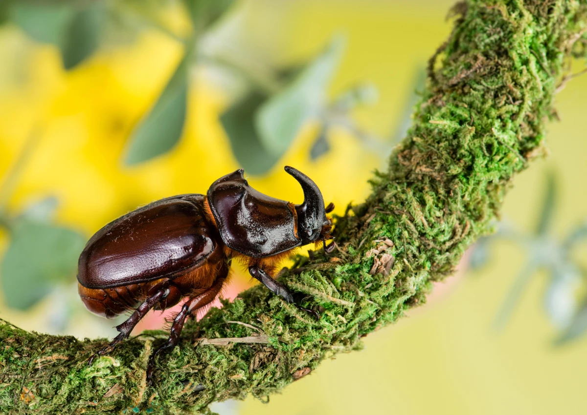 Beetles