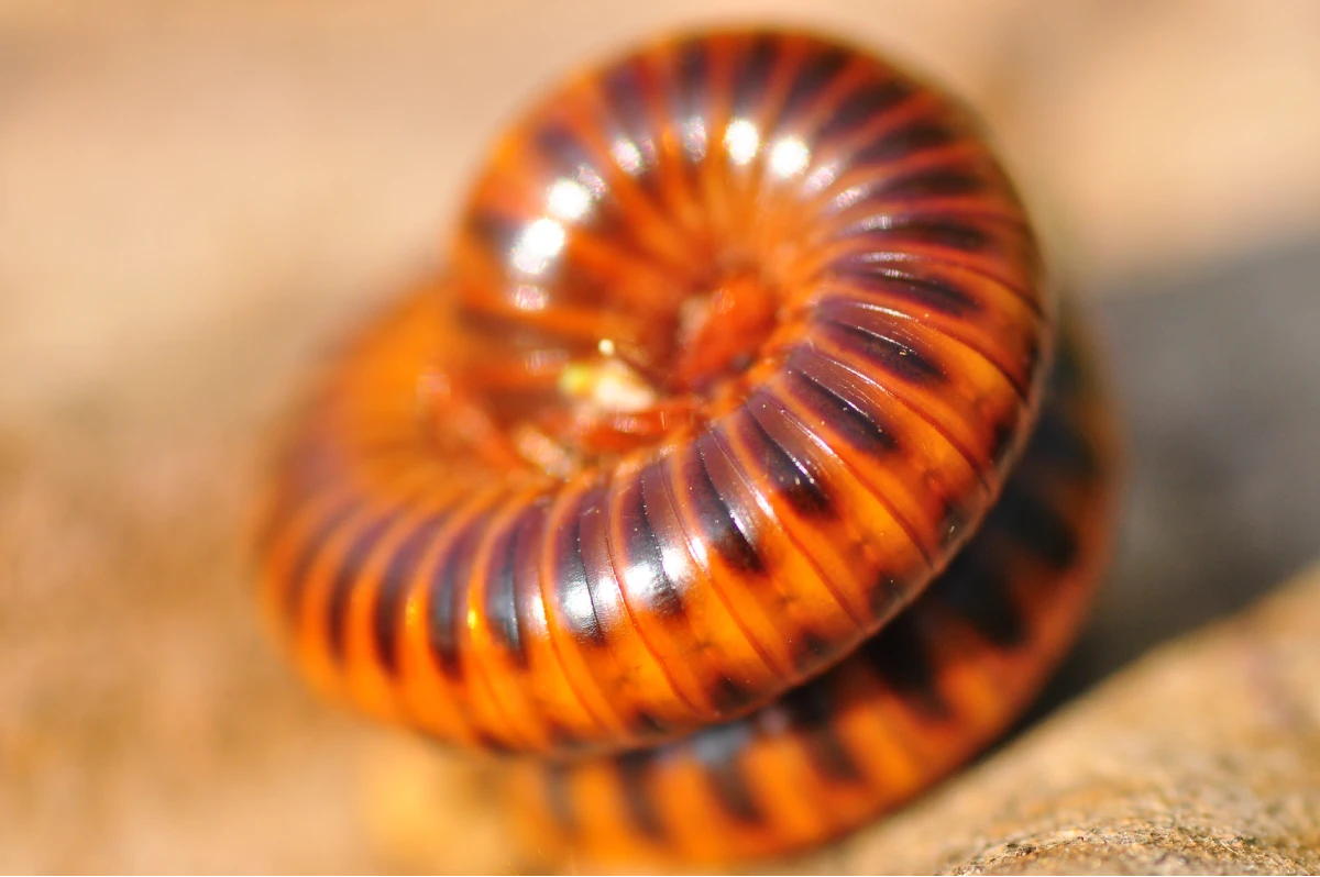 Millipedes