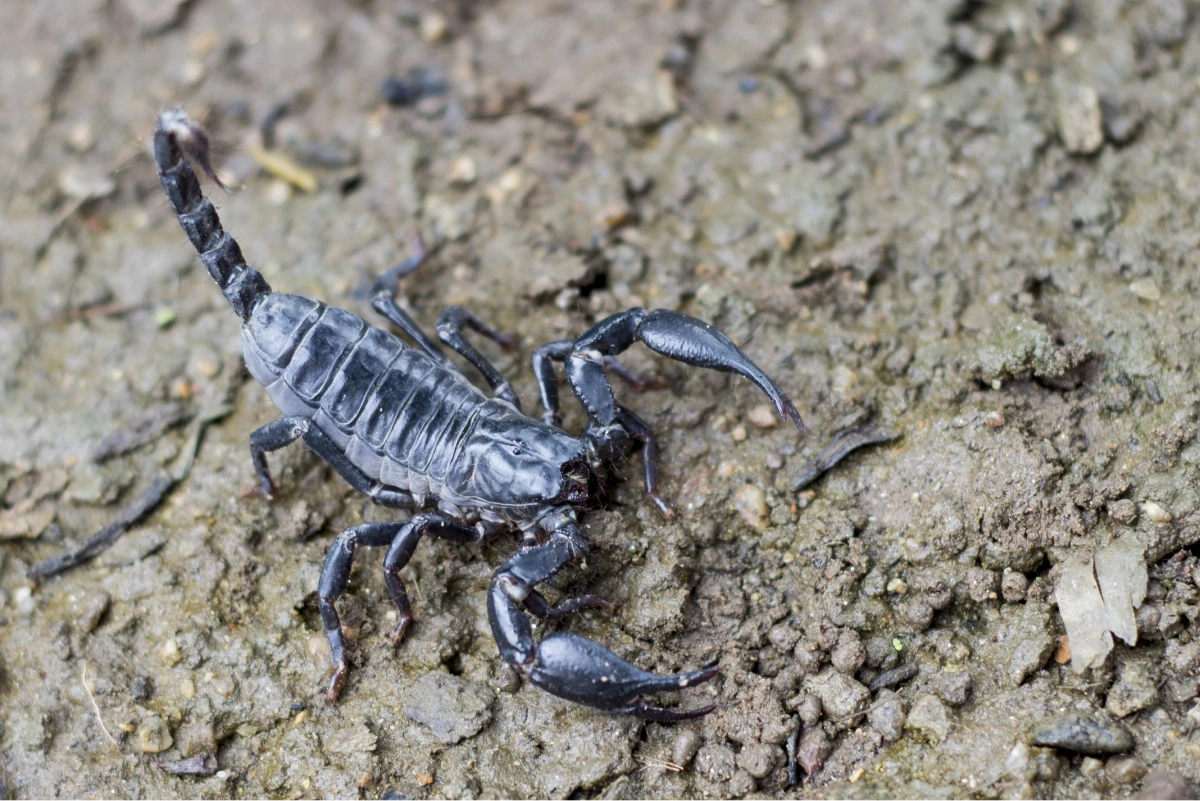 Scorpions