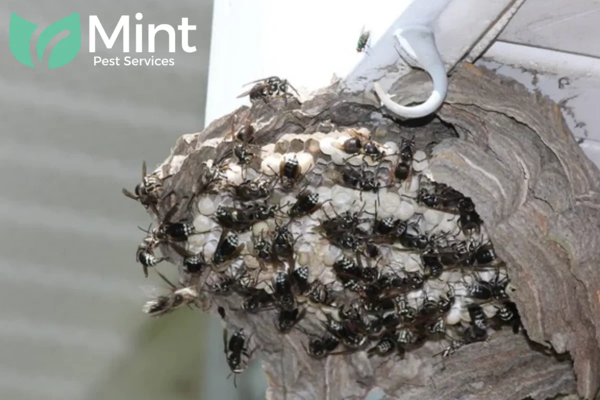 bald faced hornets