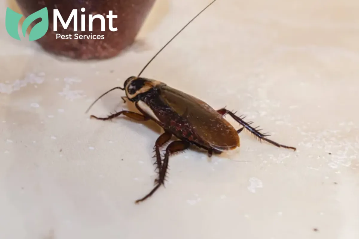 cockroach crawling on a tiled floor