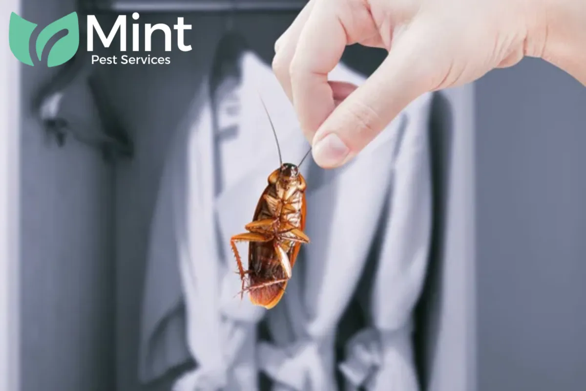 cockroach in a wardrobe
