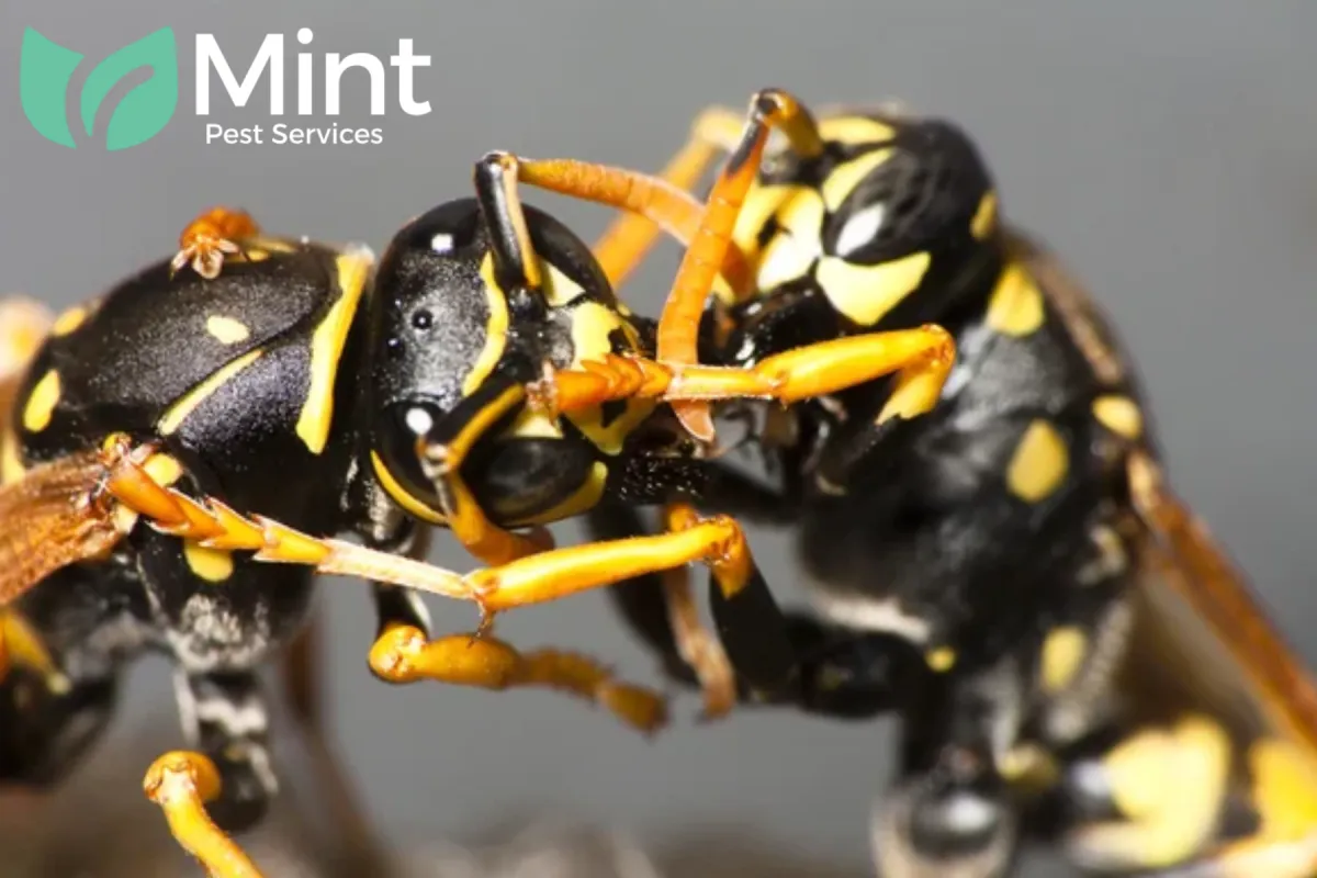 fighting wasps