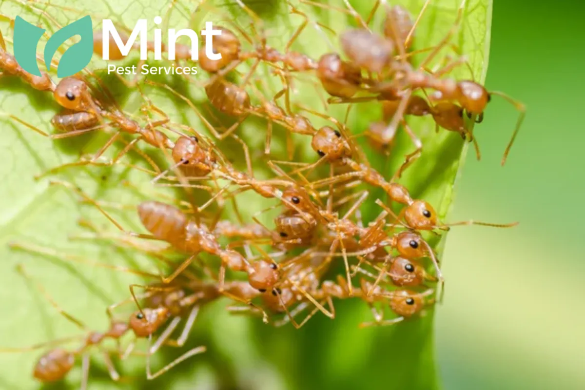 ants