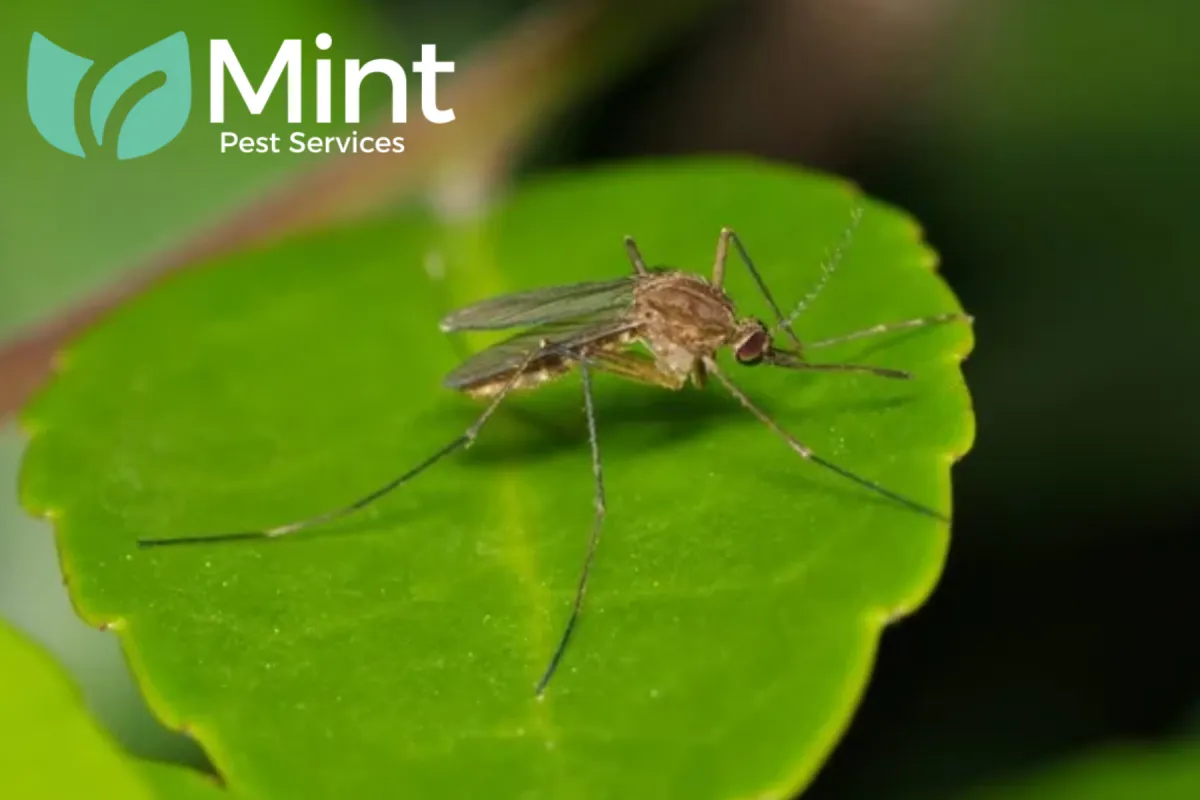 mosquito