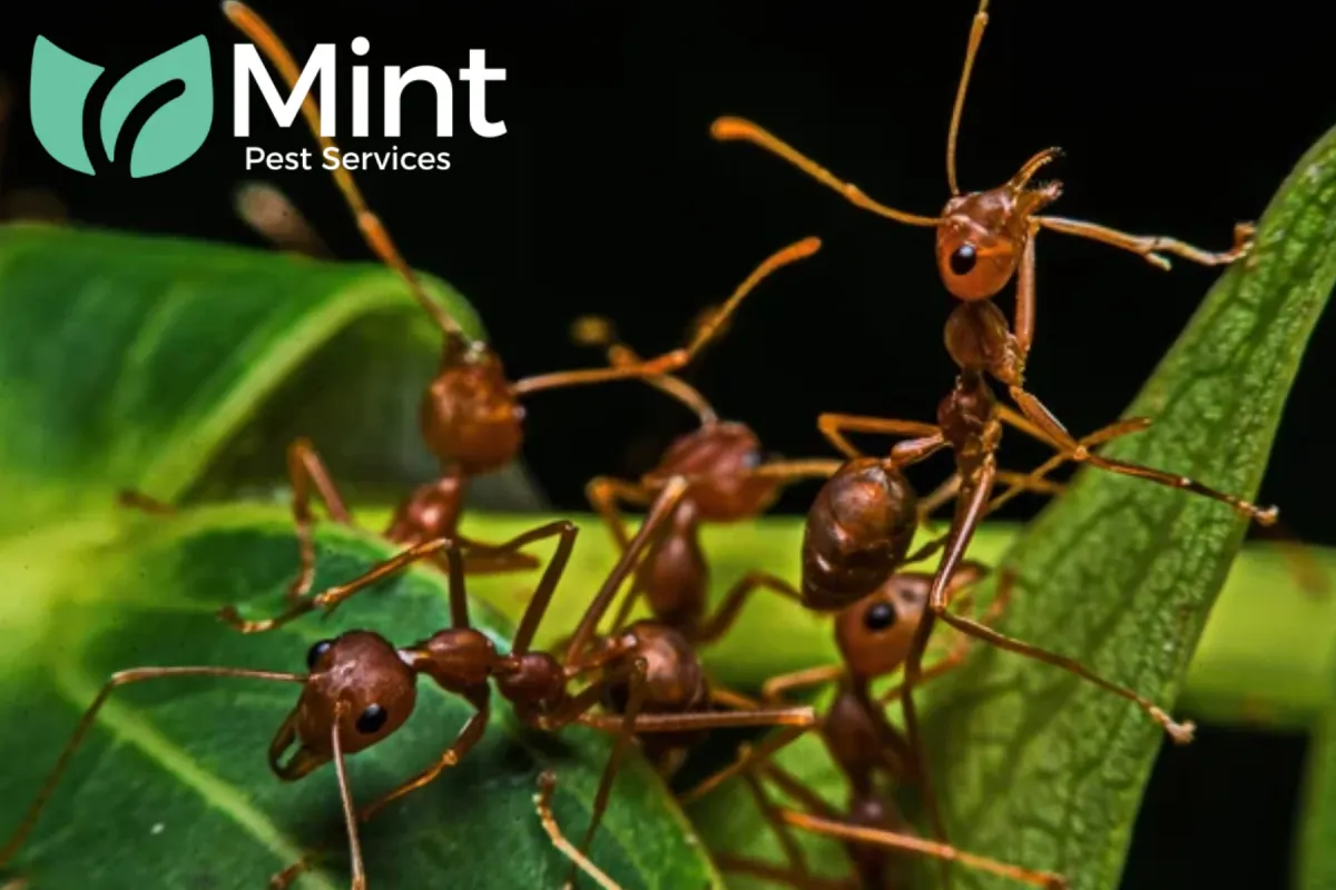 ants