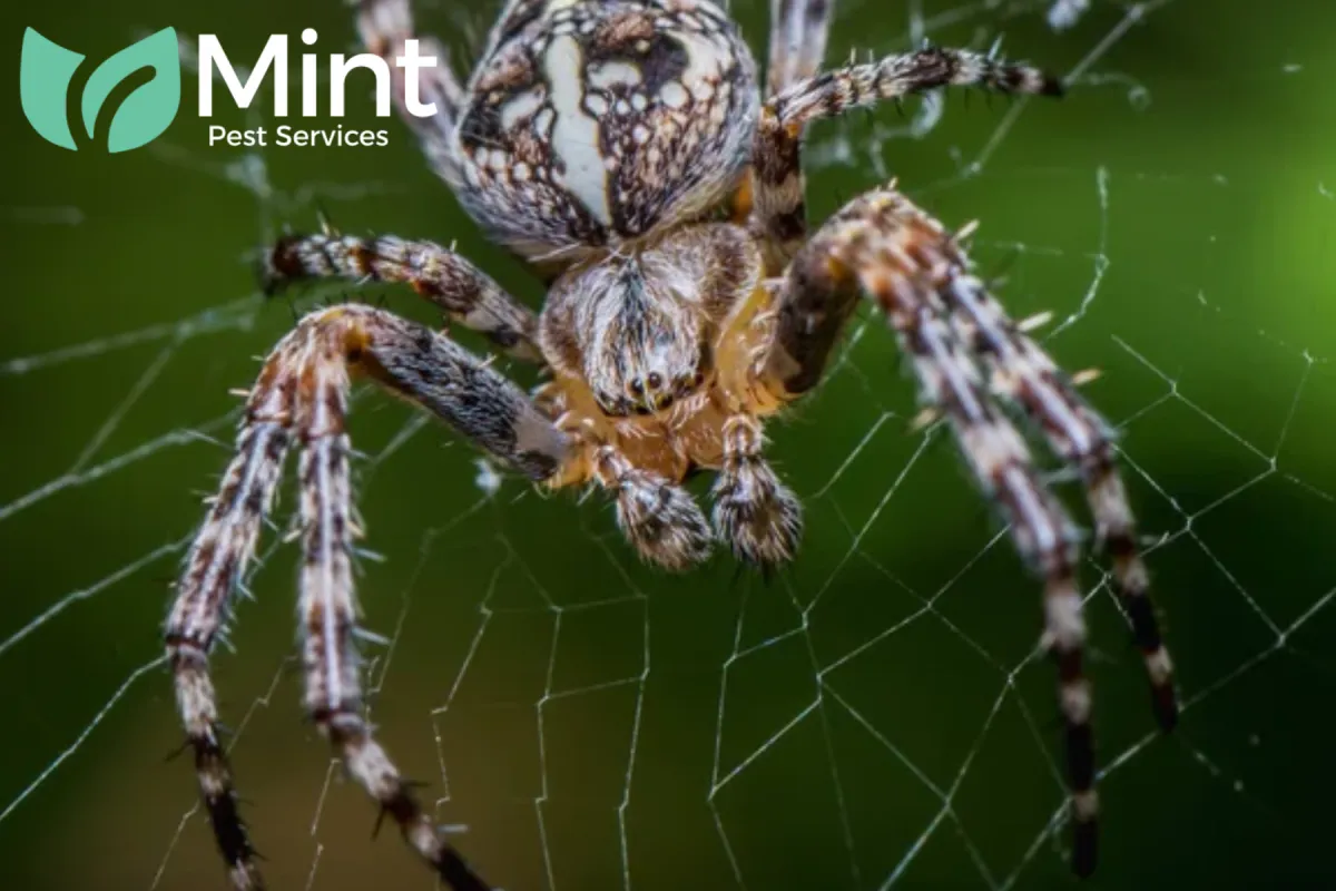 spider sitting on the web