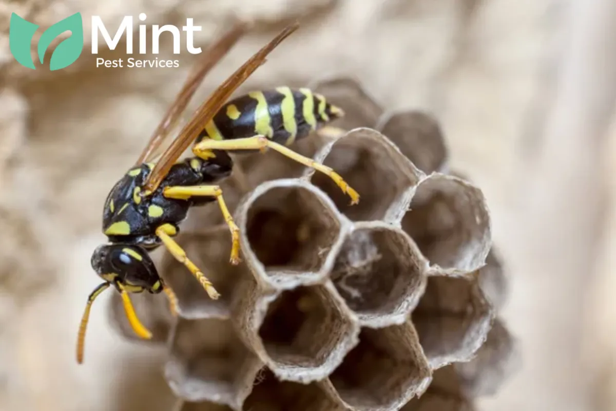wasp nest