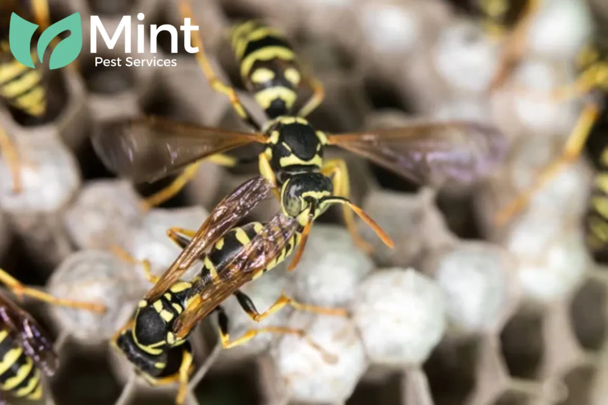 wasp on hives