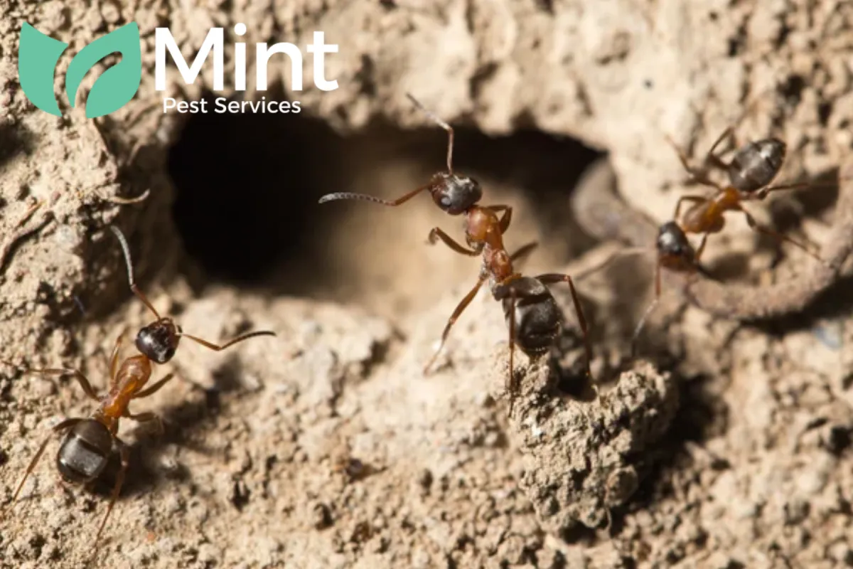 ant