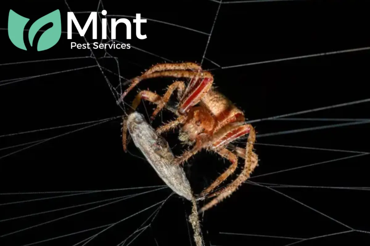 spider