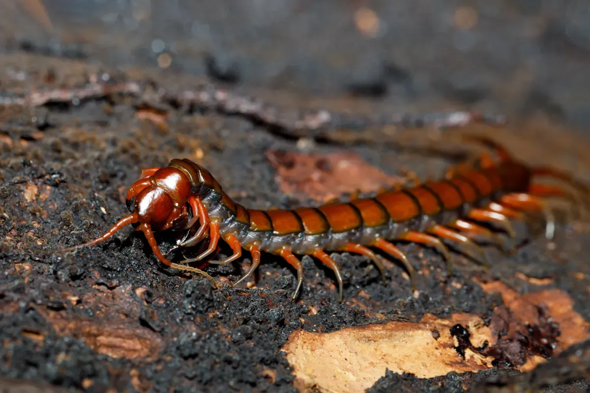 What Attracts Centipedes to Homes, and How Can I Eliminate Those Conditions 1 centipede on the land
