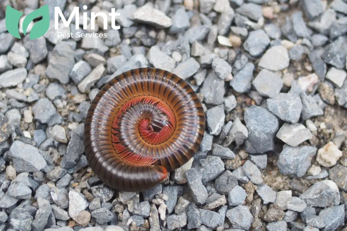 What Are the Most Effective Ways to Prevent Millipedes From Returning After Treatment 1 millipede found on the rocks