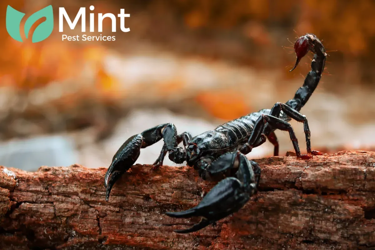 scorpion on the wood