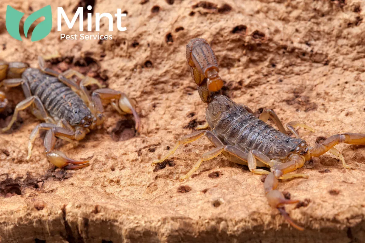 Why Are Scorpions Getting Inside My House Even When the Doors and Windows Stay Closed 1 scorpions