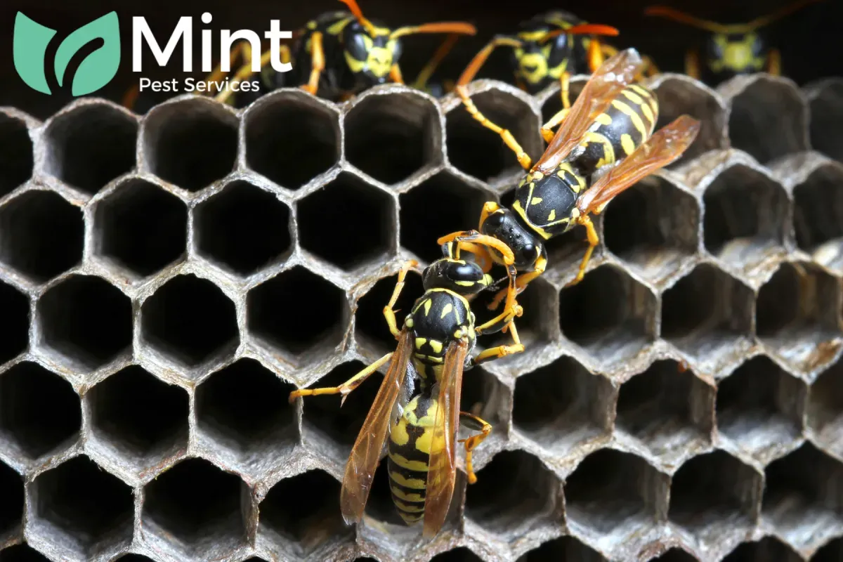 How Do You Safely Remove a Wasp Nest Without Getting Stung 1 wasps