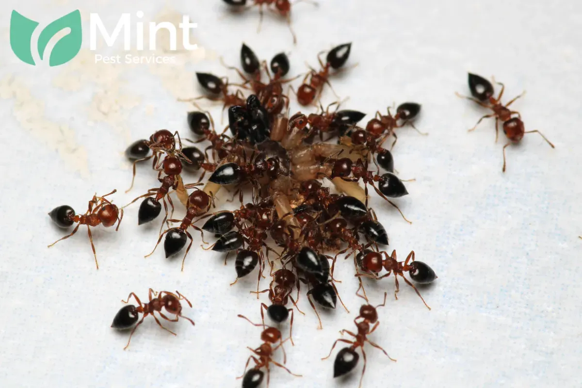 How Does Professional Ant Control Adapt Treatments for Different Ant Species 1 ant infestation