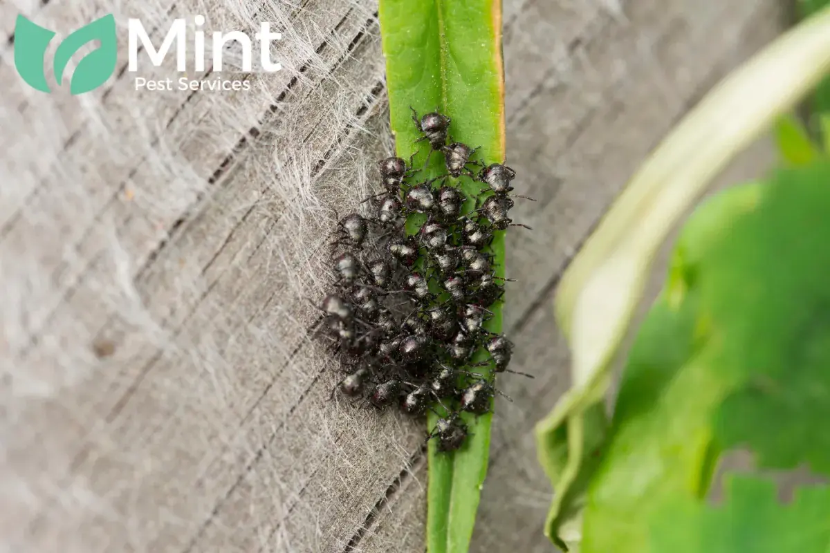 beetle infestation
