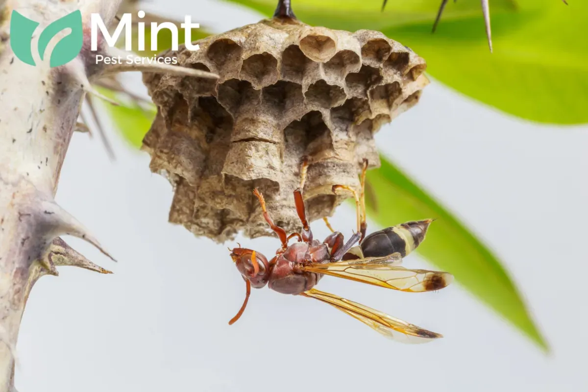 How Hornets Find Food Sources and What Attracts Them to Residential Properties 1 hornet nest