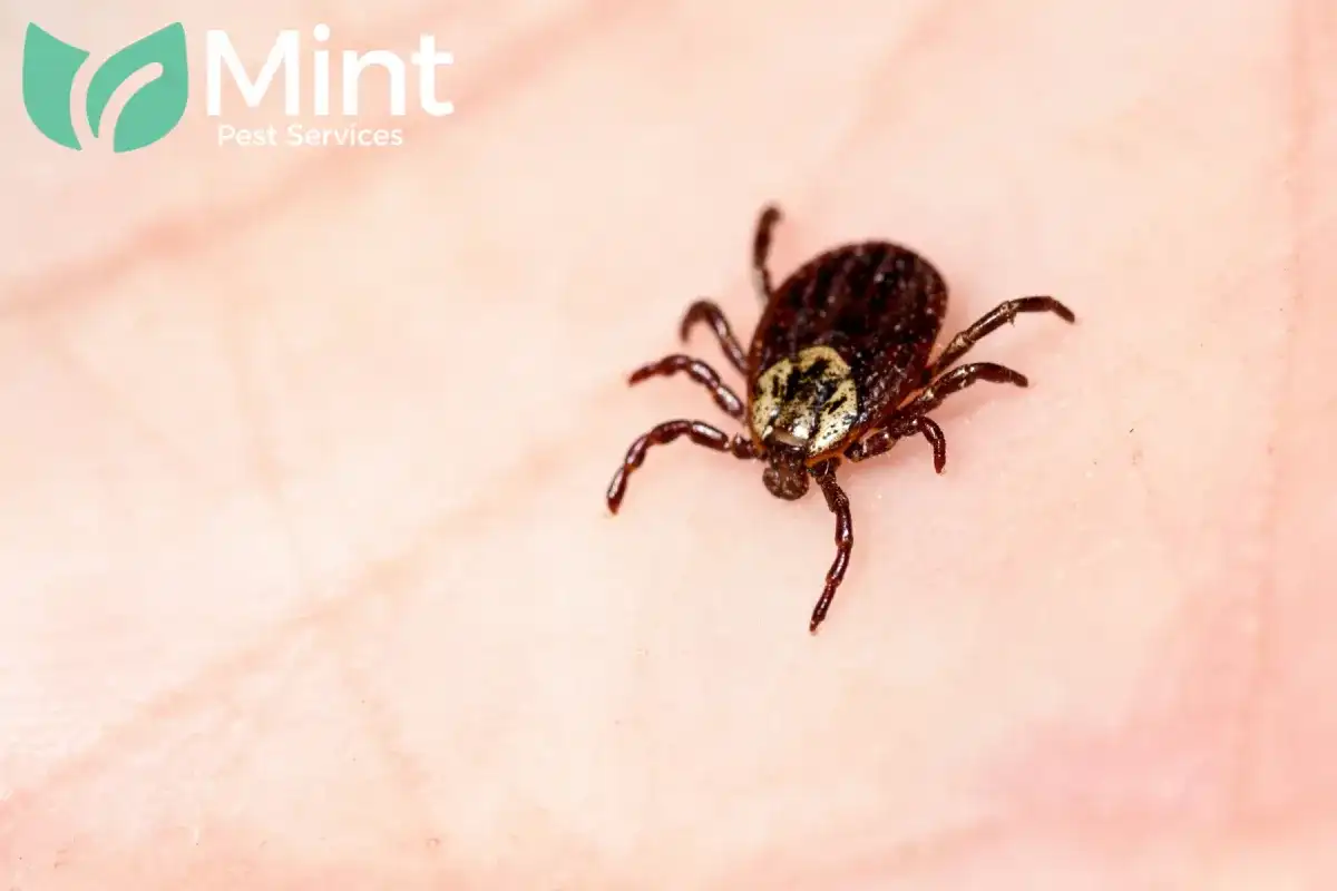 tick