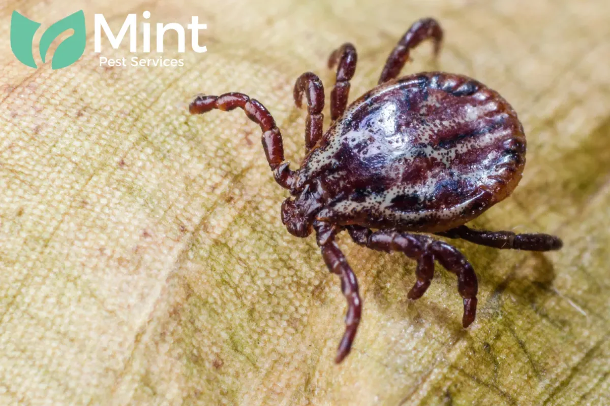 tick
