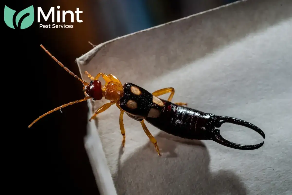 earwig
