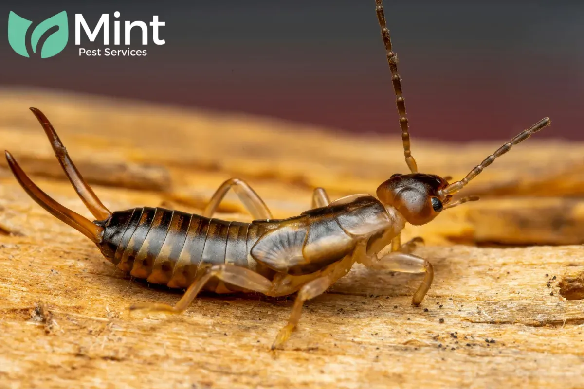 Blog 7 earwig