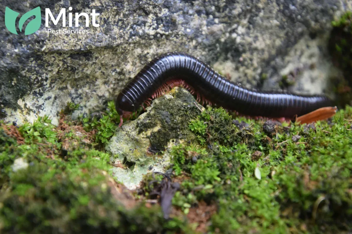 millipede