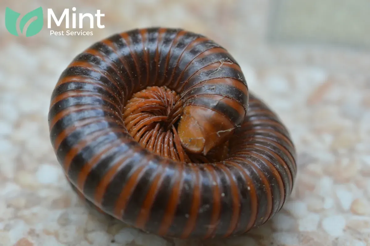 Blog 6 millipede