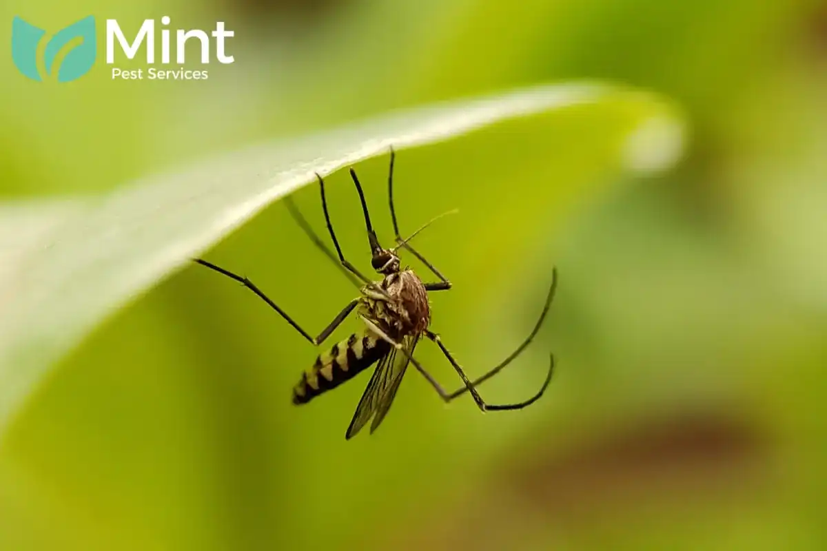 mosquito