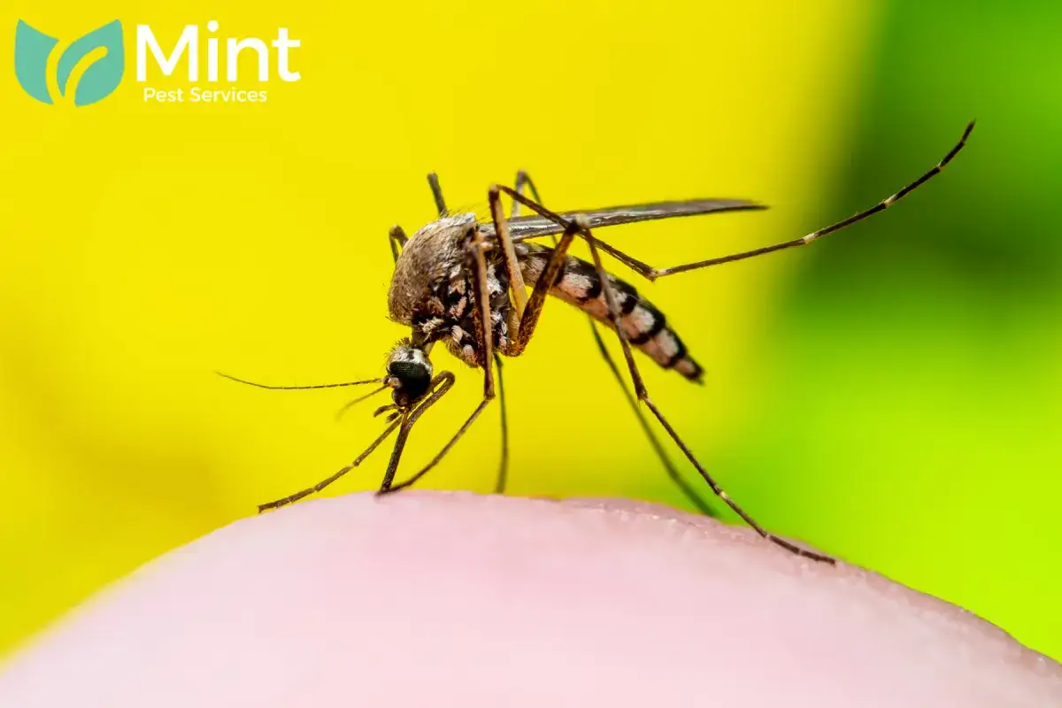 Blog 8 mosquito on human skin