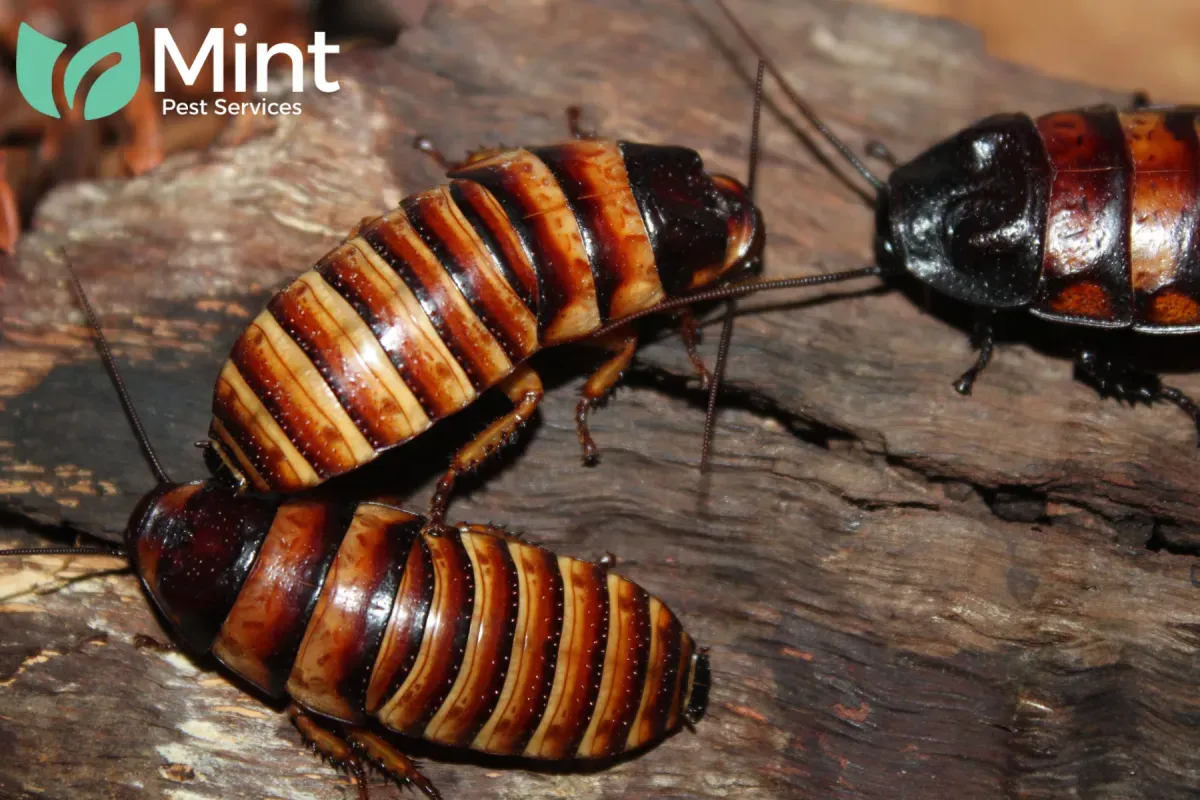 Blog 5 pest
