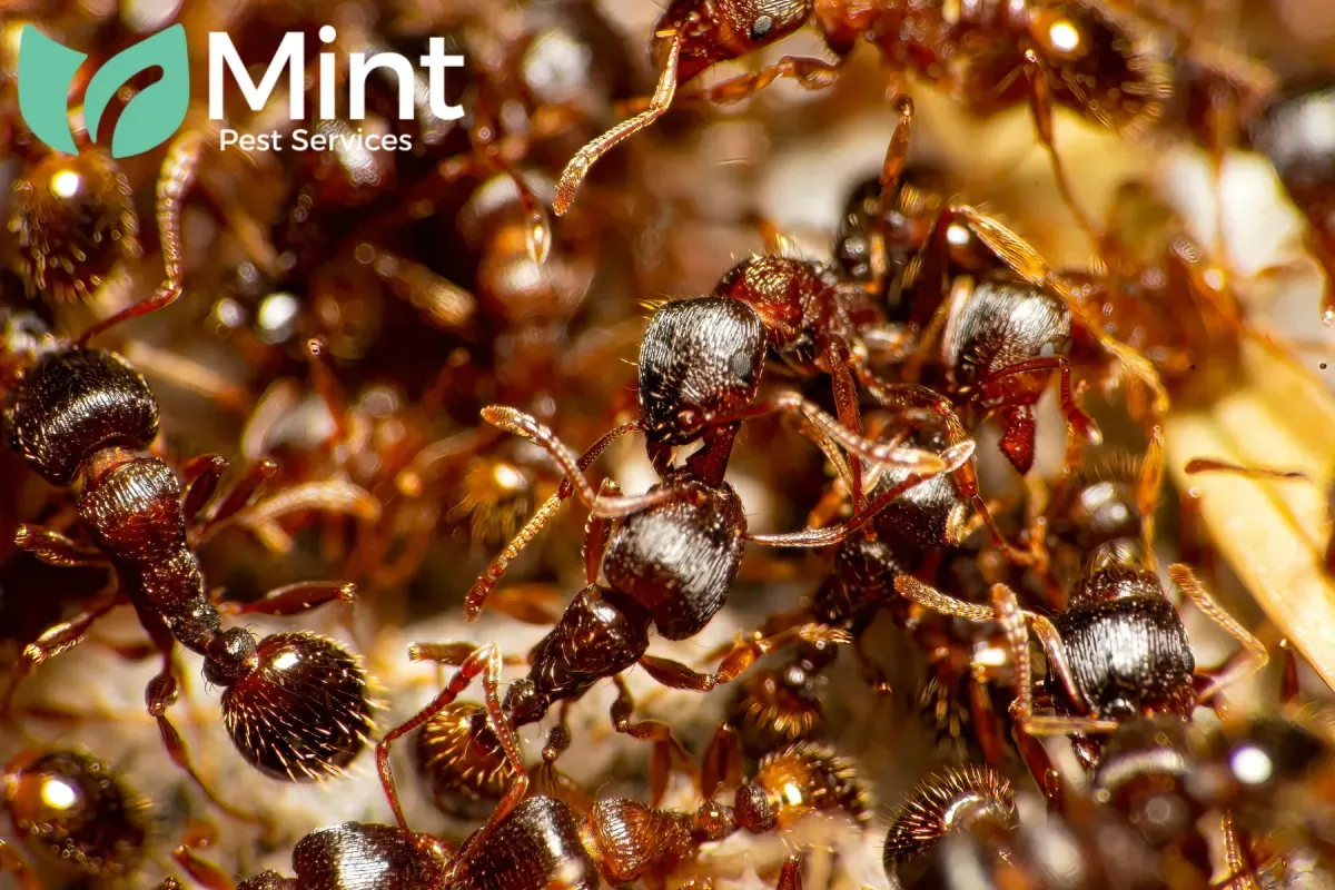 Blog 4 close up red ants