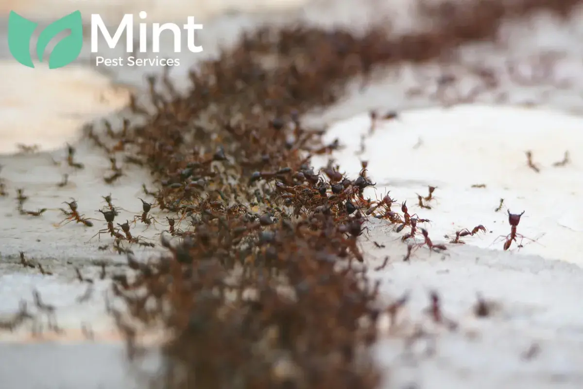 Blog 3 colony of red ants