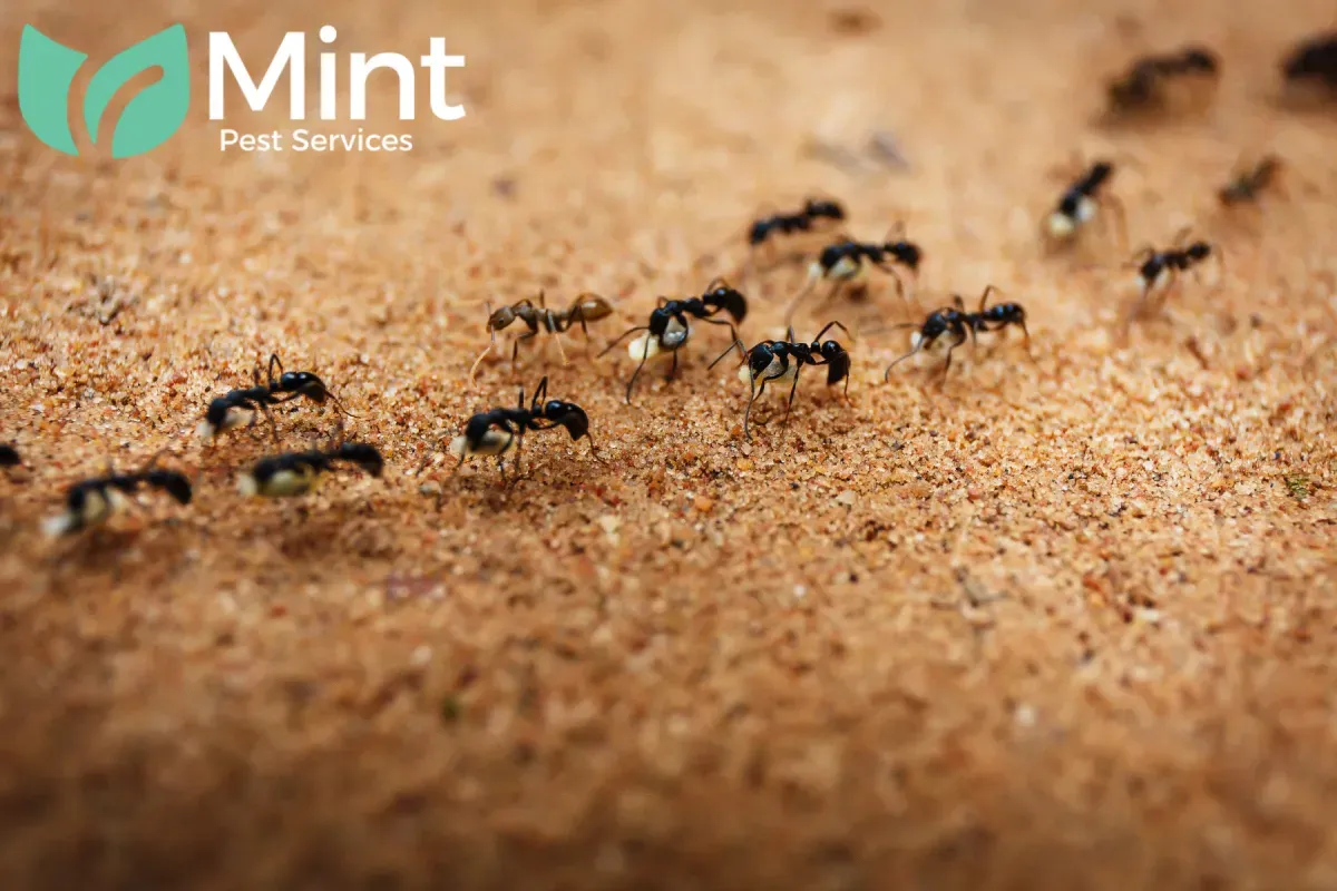Blog 1 marching ants
